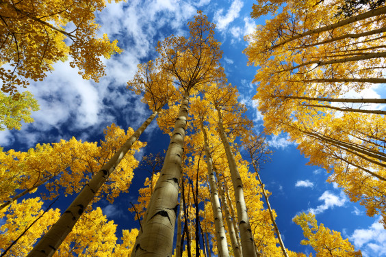 Look Up Aspen(1)
