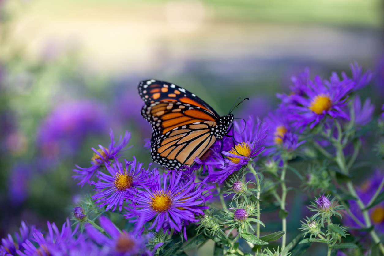 Monarch butterfly on purple aster flowers