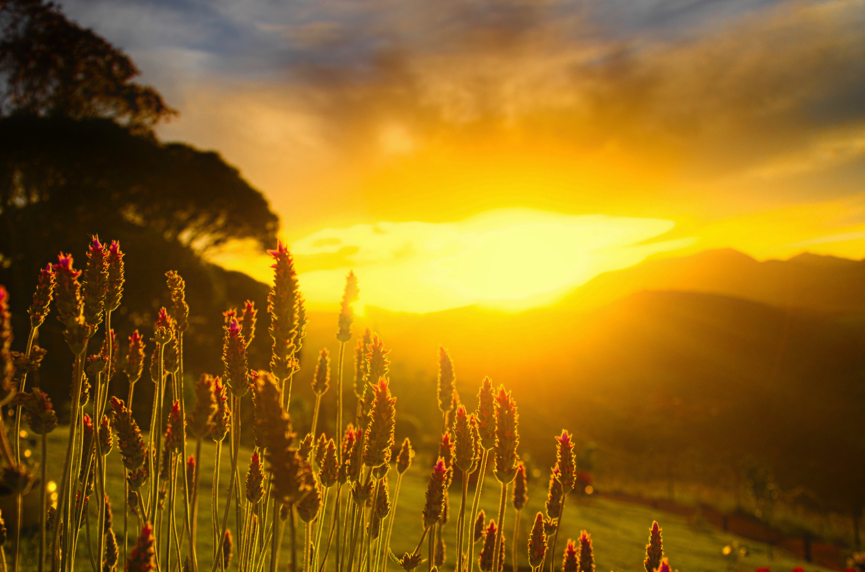 Sunset with mountains in the background and flowers in front.