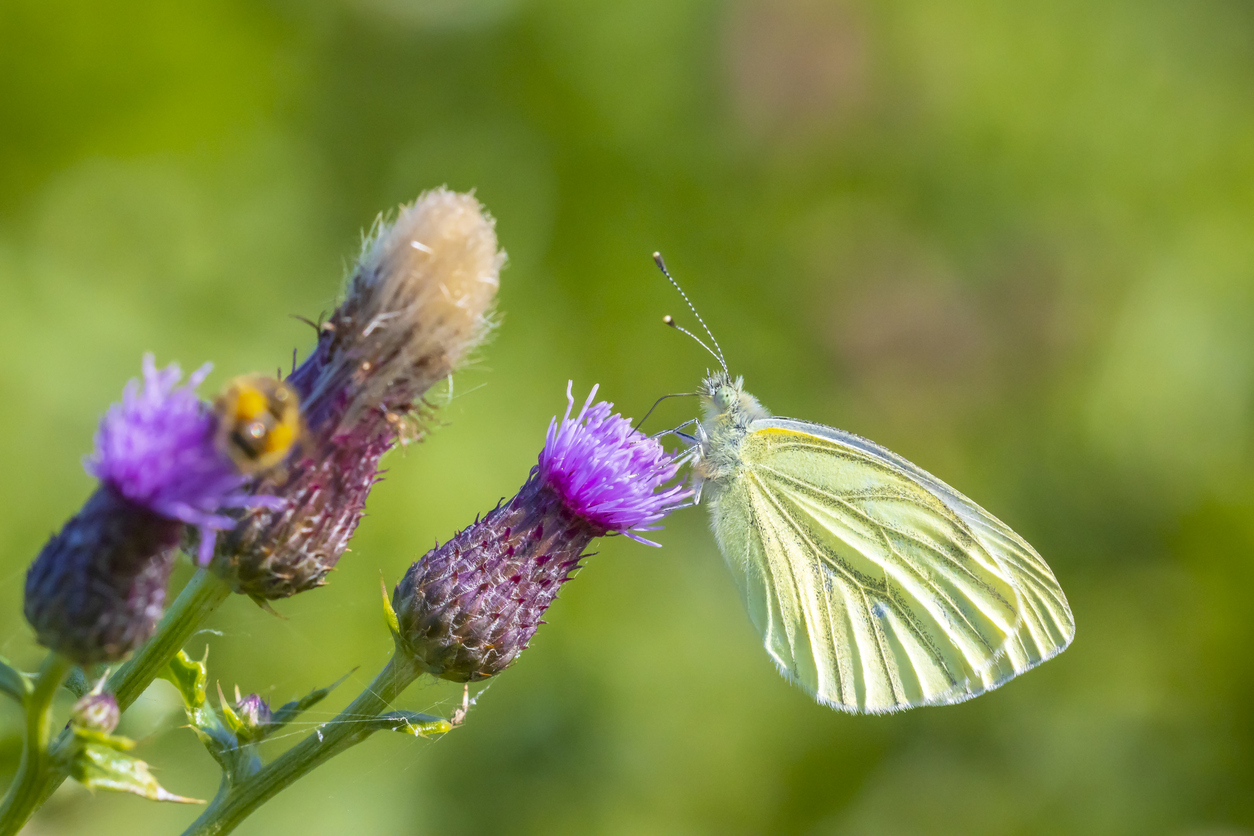 Green-veined white butterfly, Pieris napi, feeding nectar of a purple thistle flower